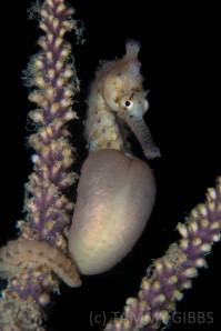 seahorse obsession5