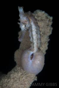 seahorse obsession7