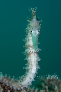 seahorse_obesssion2