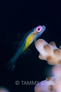 TammyGibbs-10087-web