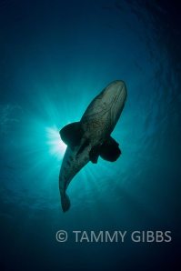 TammyGibbs-10269-web