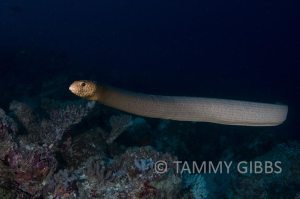 TammyGibbs-10455-web