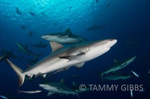 TammyGibbs-10732-web