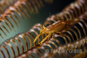 TammyGibbs-10832-web