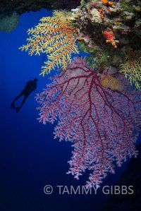 TammyGibbs-10852-web