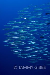 TammyGibbs-10986-web