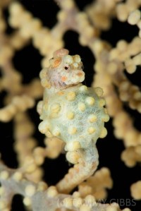 tammygibbsbali-16072