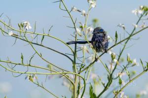 10600568_10152711013163993_5466496885087141639_n