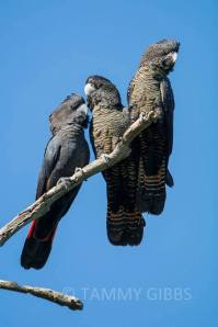 10646719_10152765439463993_9658538154955517_n