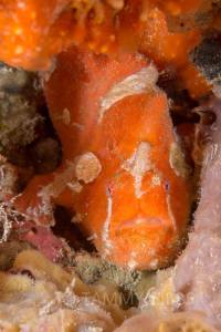 10882182_10153016158903993_4830480017571113268_n