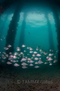 10882281_10153027758698993_8798116537953656170_n