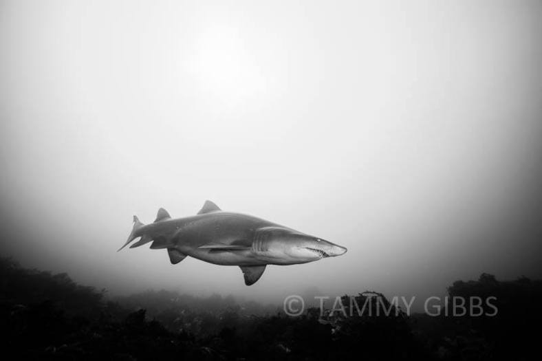 11165192_10153352392918993_5999435038447858398_n